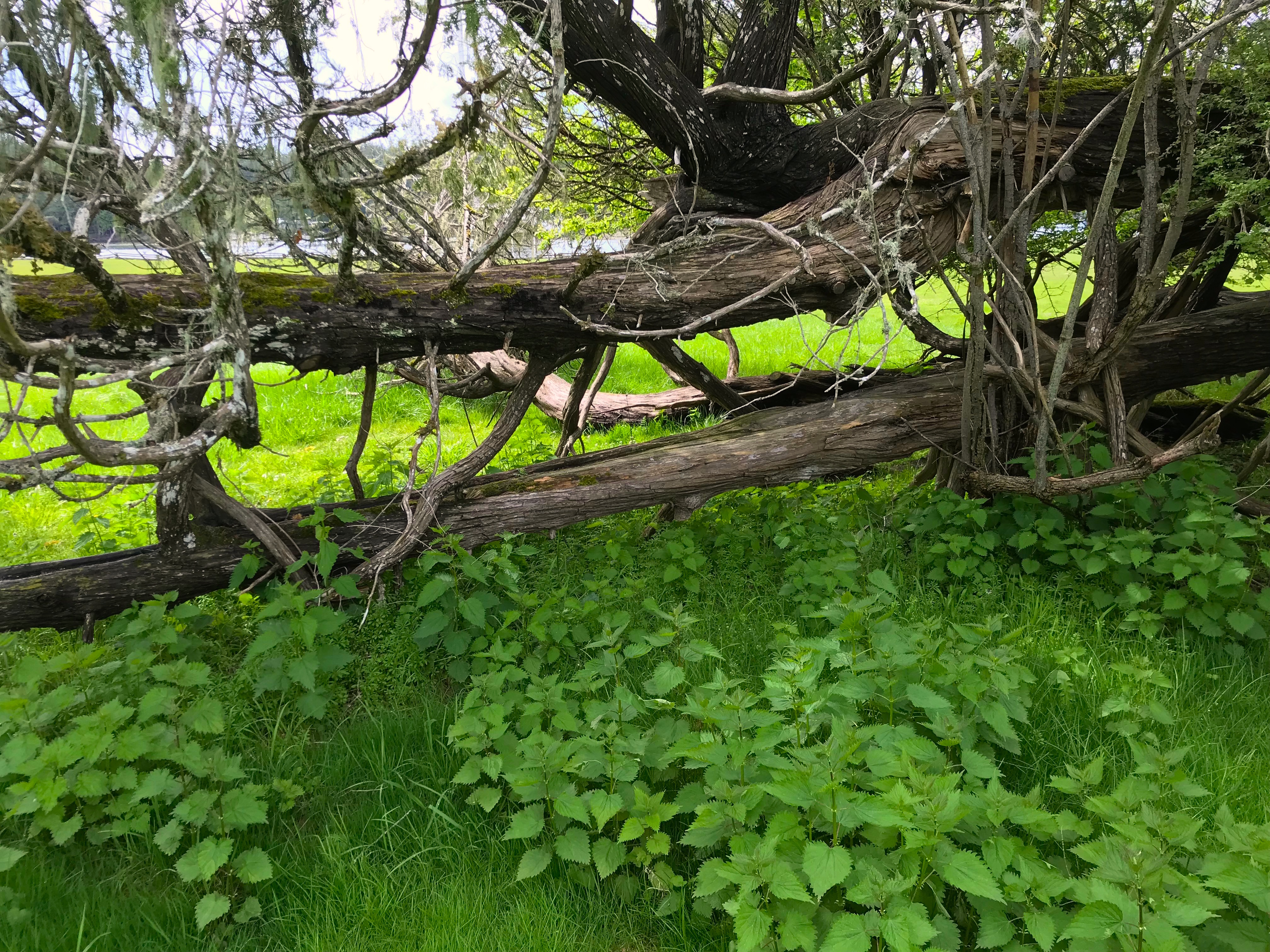 Spring Foraging on San Juan Island Earthbox Inn
